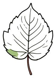 Leaf